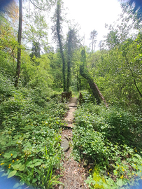 Casa vacanze colline versiliesi ferragosto comico