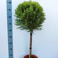 Cupressocyparis Leylandii Castlewellan Gold