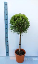 Cupressocyparis Leylandii Castlewellan Gold