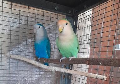Pappagalli inseparabili