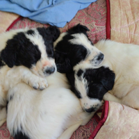 Cuccioli medio-grandi