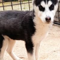 Husky siberian