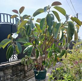 vaso Ficus