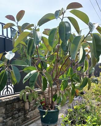 vaso Ficus