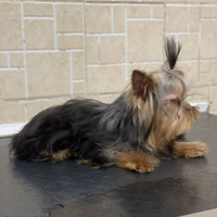 Stallone Yorkshire terrier