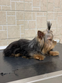 Stallone Yorkshire terrier