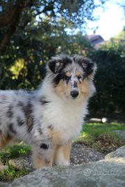 Cucciolo di pastore scozzese a pelo lungo