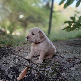 Cuccioli Golden Retriever Americano