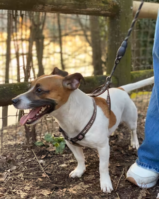 Cane per accoppiamento