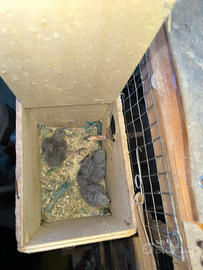 Inseparabili Novelli