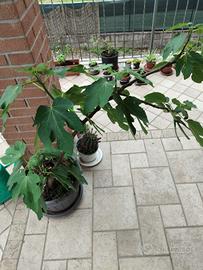 pianta fico portoghese 