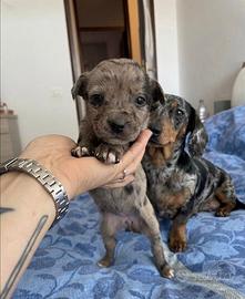 Cucciola mini due mesi vicenza
