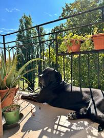 Accoppiamento cane corso