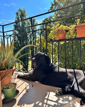 Accoppiamento cane corso