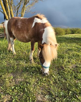 Pony