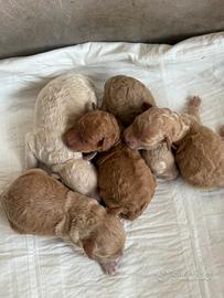 Cuccioli di barboncino