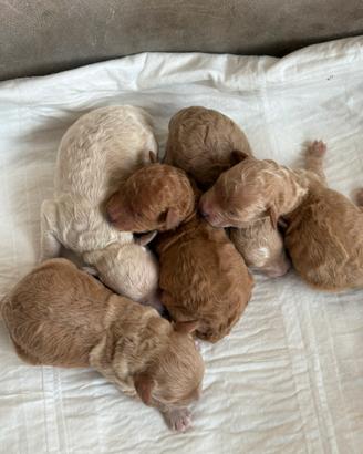 Cuccioli di barboncino