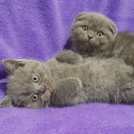 Cuccioli Scottish fold e Scottish straight