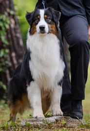 Pastore australiano Australian Shepherd per monte
