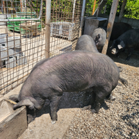 Due scrofette di puro suino nero di Calabria