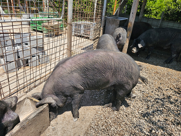 Due scrofette di puro suino nero di Calabria