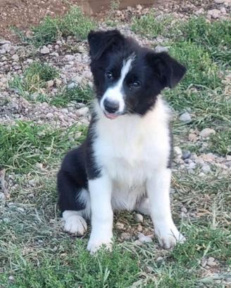 Cuccioli di border collie