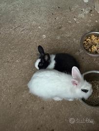 Coniglietti nani