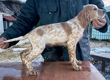 Cuccioli di setter inglese