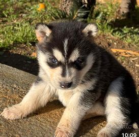 Cucciolo Husky siberian