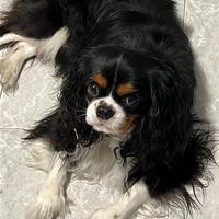 Cavalier King maschio