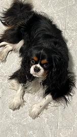 Cavalier King maschio