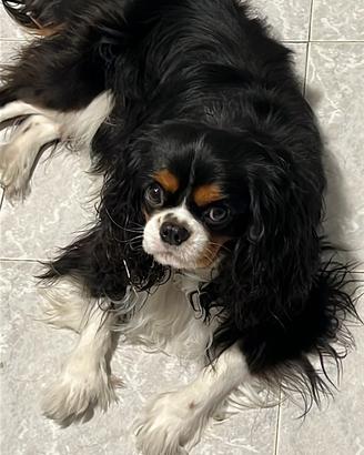 Cavalier King maschio