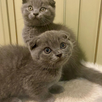 Gattini Scottish Fold