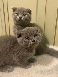 Gattini Scottish Fold