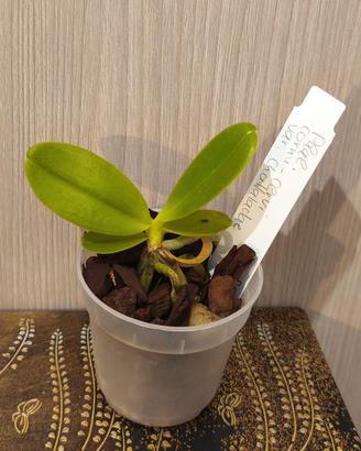 phalaenopsis cornu cervi chattaladae