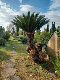 Cicas alta 2.50 m con 5 piante laterali adulte