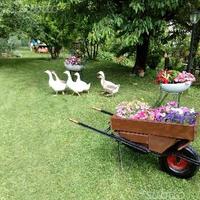 Animali da cortile Pulcini e adulti