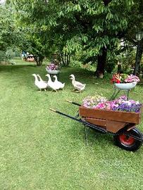 Animali da cortile Pulcini e adulti