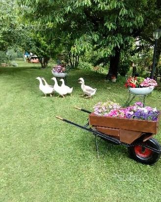 Animali da cortile Pulcini e adulti