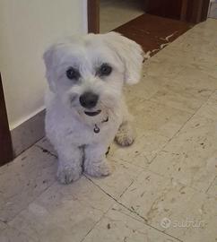 Maltese di un anno e mezzo