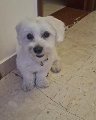 Maltese di un anno e mezzo