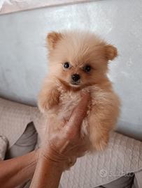volpino della Pomerania  con pedigree
