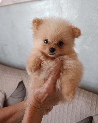 volpino della Pomerania  con pedigree
