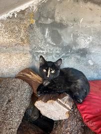 Gattina in adozione