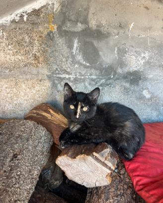 Gattina in adozione