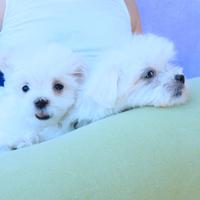 Cuccioli di razza maltese con pedigree enci