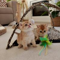 Gattini Scottish e British shorthair