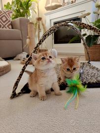 Gattini Scottish e British shorthair
