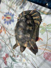 Tartaruga