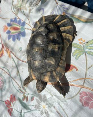 Tartaruga